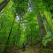 24.000 de hectare de paduri virgine din Romania au intrat in patrimoniul UNESCO