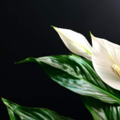 NASA spune: 5 plante miracol ce iti pot salva viata!