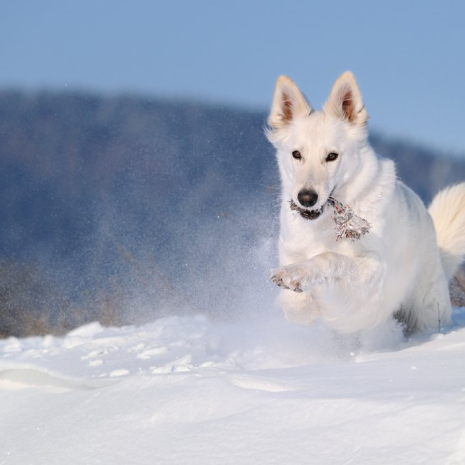 Ciobanescul alb elvetian (Lupul alb) alergand in zapada