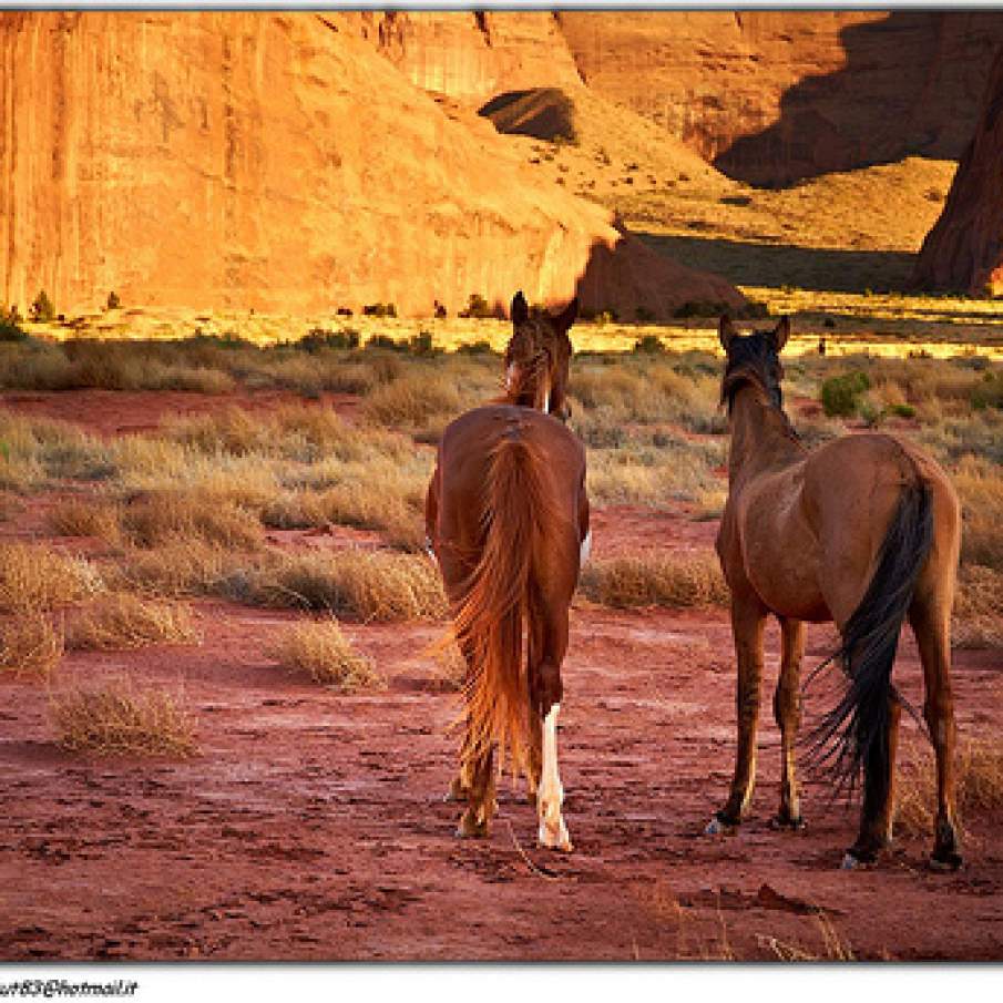 Cai la apus de soare