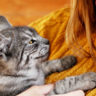 MOTIVE SPIRITUALE: De ce pisica ta te-a ales pe tine? 