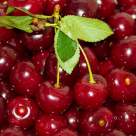 Dulceață de Vișine ca la Bunica: Rețeta Tradițională, Aroma Inconfundabilă