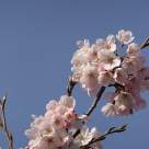 Cele mai frumoase urări, mesaje și felicitări de Florii - La mulți ani de Florii