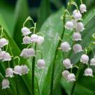 Legenda lăcrimioarei - Vasile Alecsandri 