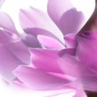  Fibromul uterin: ce solutii exista pentru a-l trata si pentru a creste sansele de obtinere a unei sarcini