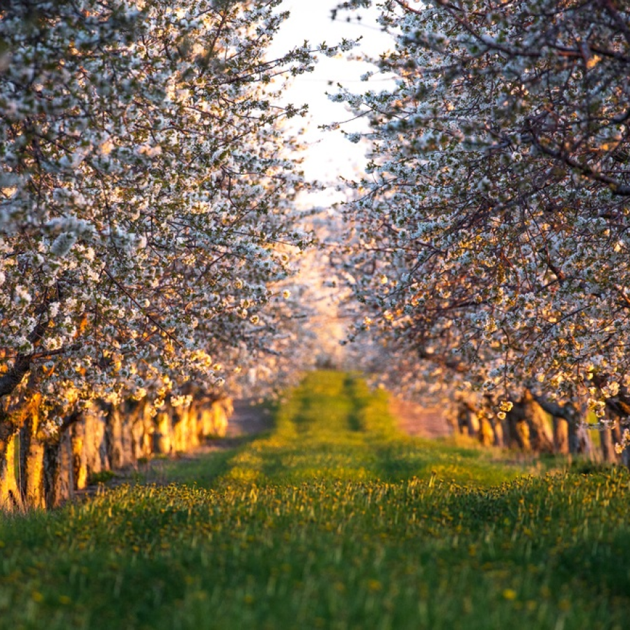 Apus de soare peste o livadă de cireși dulci înfloriți din nordul Michigan