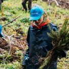 Amplă acțiune de împădurire organizată de brandul de apă Bucovina. Trei mii de brăduți plantați în zona Valea Secu, Dorna Candrenilor.