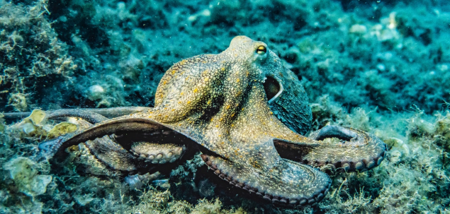 Cate inimi are o caracatita?