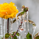 Tărâmul de gheață: Imagini uimitoare, aproape ireale, care surprind spectacolul gheții în natură