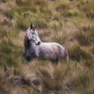 Paștele Cailor e REAL! Când e Paștele Cailor și care este originea expresiei în limba română?