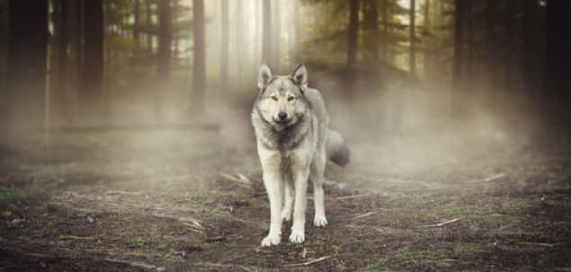 Ce iti transmite acest animal?