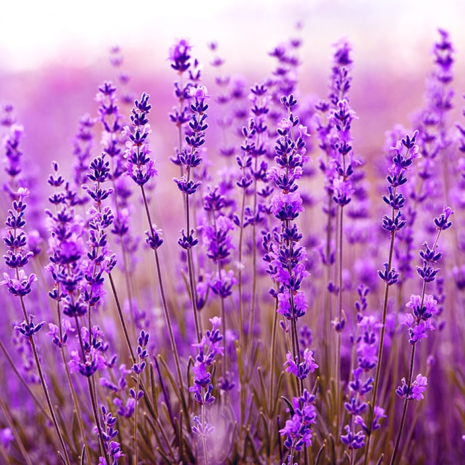 Movul parfumat si inconfundabil al unui camp de lavanda