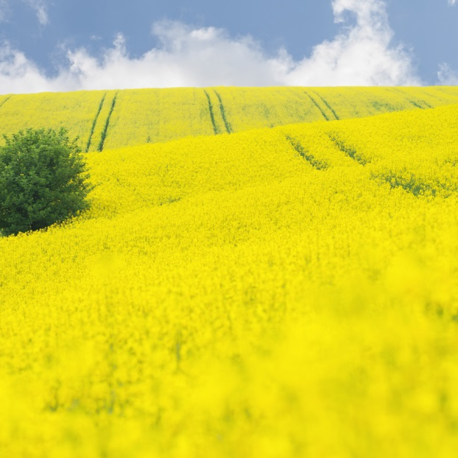 Imagini de vis cu cele mai frumoase lanuri de rapiță - galbenul absolut al lunilor aprilie/mai!