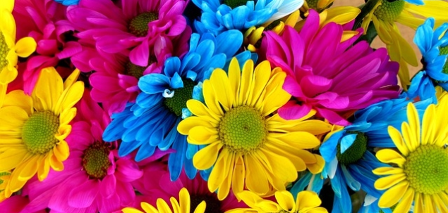 Ce margareta iti alegi? 