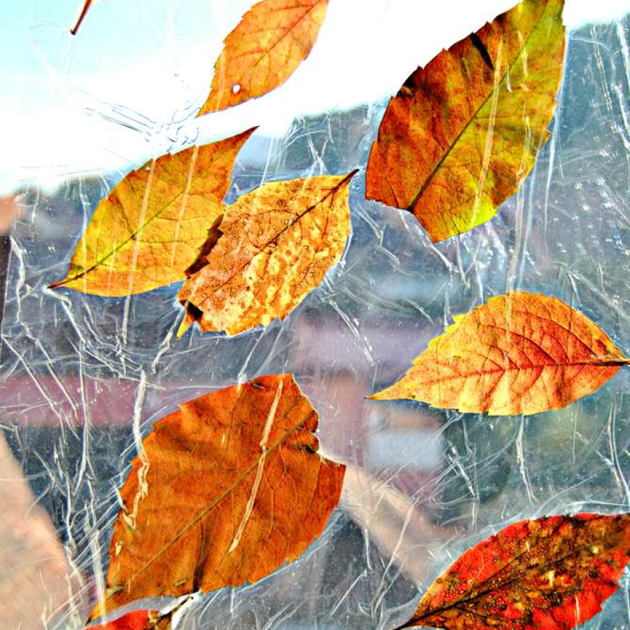 Frunze lipite pe geam 