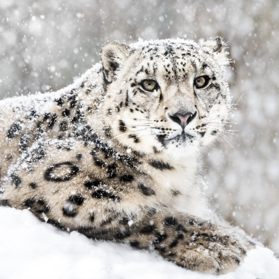 Leopardul zapezilor fotografiat in timpul unei furtuni de zapada