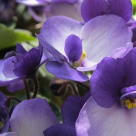 Plante cu flori pentru casa ta. Cele mai bune alegeri