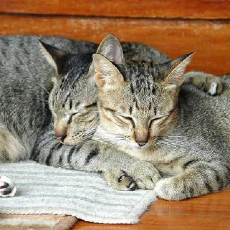 Cum se calculeaza numarul reprezentativ pentru pisica ta