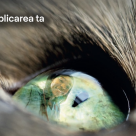 Studiu: rolul medicilor veterinari devine tot mai complex, iar 76% dintre ei resimt presiunea emoțională a profesiei