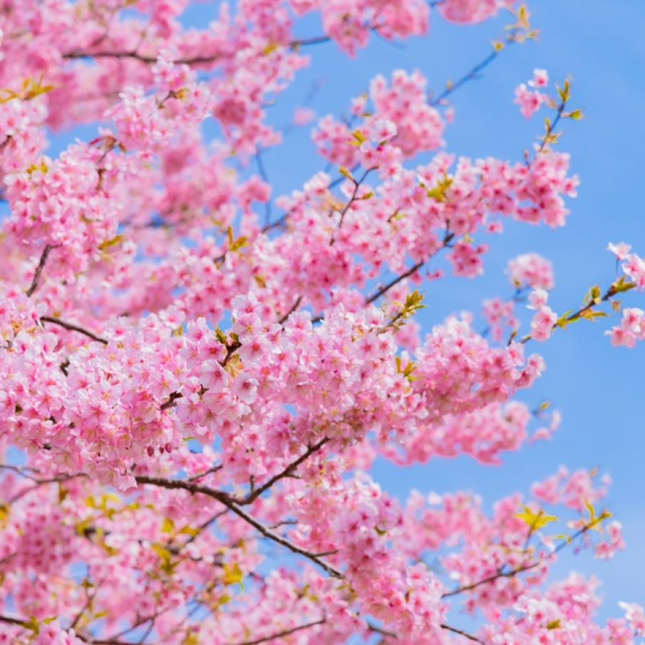 Probabil că nu este nimic mai grațios pe lumea aceasta decât acest roz al florilor din copaci surprins pe albastrul inconfundabil și clar al cerului de primăvară
