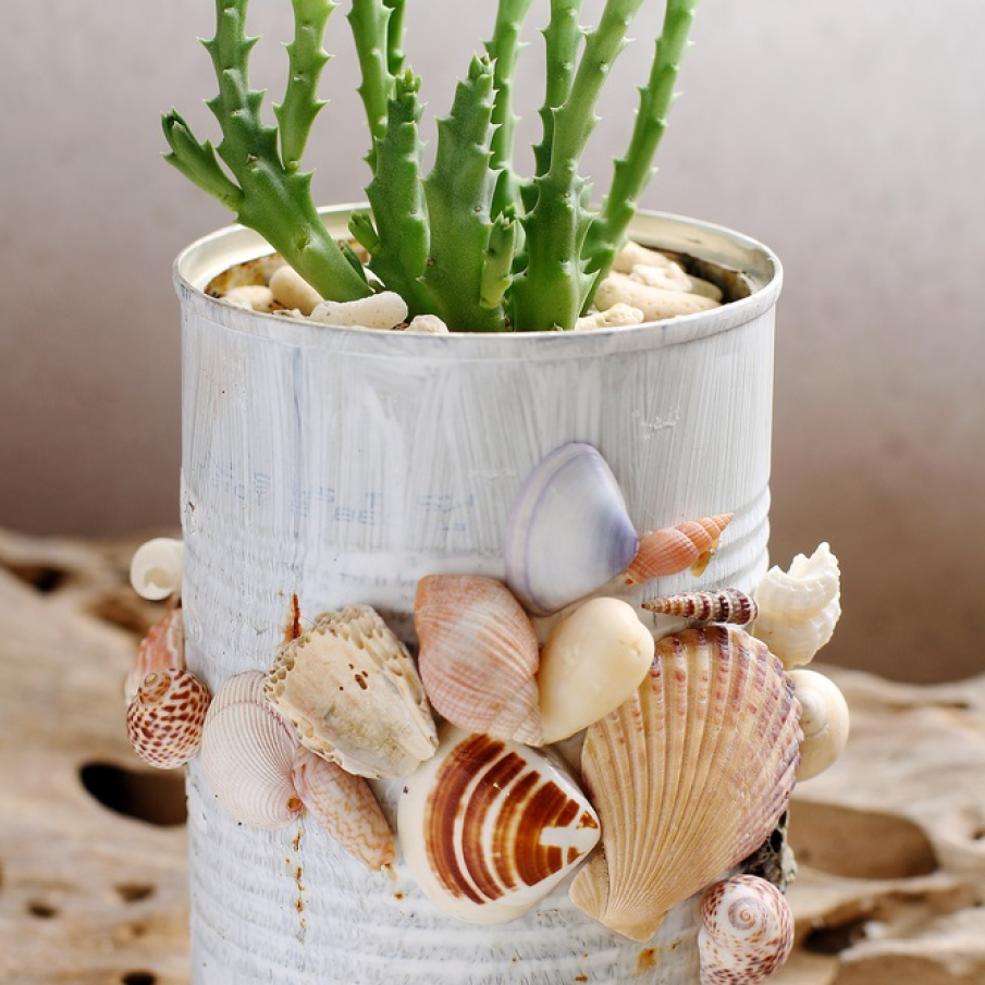 Ghiveci de plante suculente din cutie de conserva vopsita si decorata cu scoici