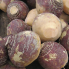 Gulia, leguma terapeut