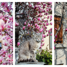 București, să ne trăiești! Raiul magnoliilor din București - imagini cu cei mai frumoși arbori de magnolie din oraș