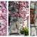 București, să ne trăiești! Raiul magnoliilor din București - imagini cu cei mai frumoși arbori de magnolie din oraș