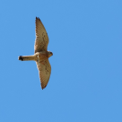 Eveniment ornitologic istoric: cuibărit confirmat al vânturelului mic (Falco naumanni) în România după mai bine de un secol