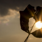 Cand doi OAMENI MATURI se iubesc, se intampla cel mai mare paradox din lume... CARE?