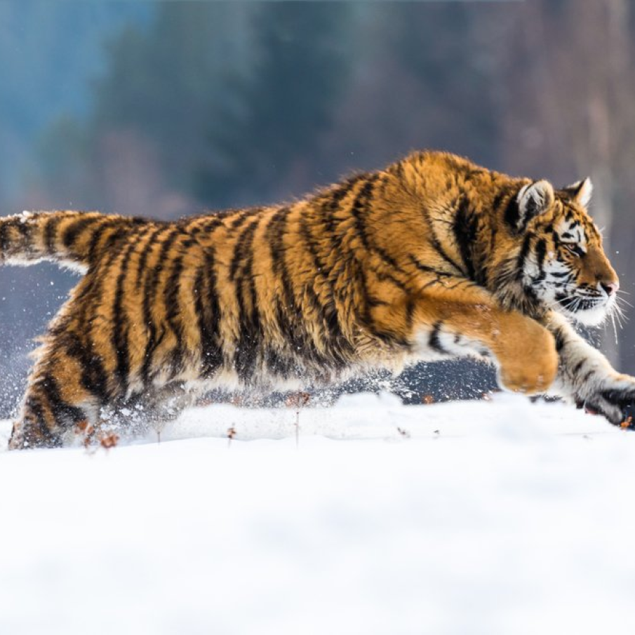 Singur pe campii: Maiestuosul Tigru Siberian