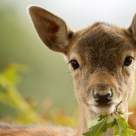 Teoria probabilitatilor: Scenariul caprioarei care trebuia sa aduca pe lume un pui 