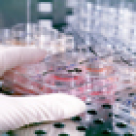 Conceptie moderna: transferul de embrioni crioprezervati