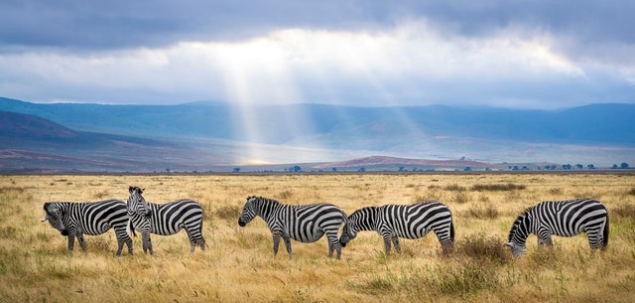 Din ce limba provine cuvantul „safari”?