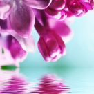 (P) Geluri de dus - aromele naturii