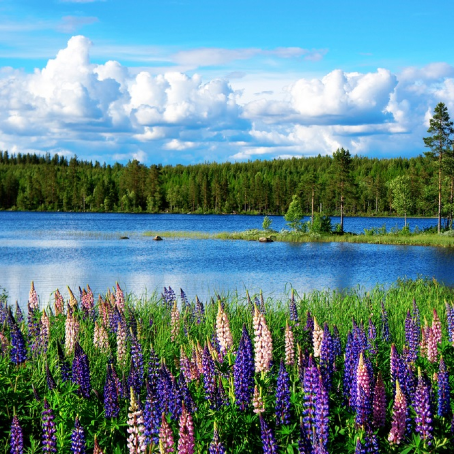 Peisaj de vara scandinav cu lupin minunat si un lac ca cerul 