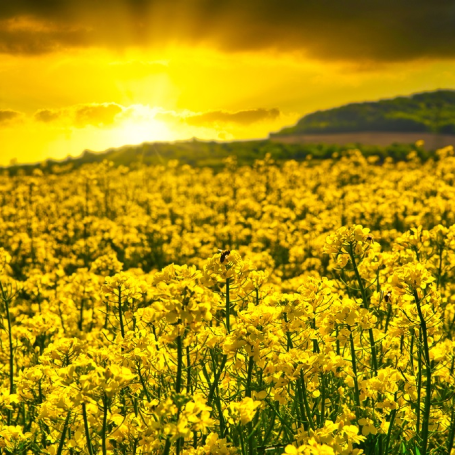 Galben nesfarsit pe un camp intins de rapita 