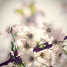 Tudor Gheorghe: Iarna- Primavara 2010