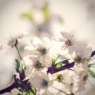 Tudor Gheorghe: Iarna- Primavara 2010