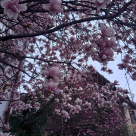 Spectacol în culori roz de pe străzile Bucureștiului. Harta Magnoliilor din Capitală 