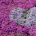 DECLARAȚIE DE DRAGOSTE: Un bărbat a plantat un câmp de flori frumos parfumate pentru soția care și-a pierdut vederea