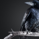 Cioara sau Paunul? Cine crezi ca este mai fericit? Afla cum O CIOARA iti poate SCHIMBA VIATA!