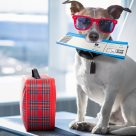 7 sfaturi de călătorie atunci când plecați în vacanță cu animalul de companie