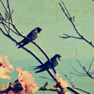 Legenda rândunelelor: De ce au ele penele negre? Din dragoste și durere pentru Iisus 