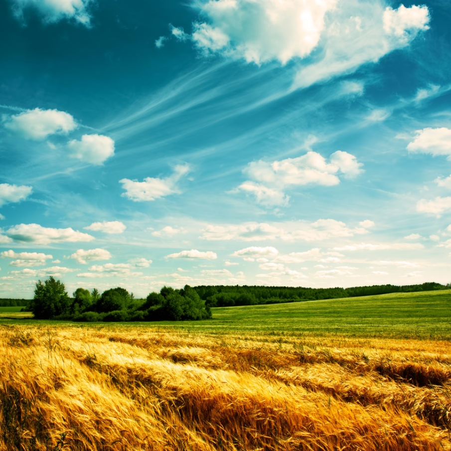 Zenul pe pamant: camp nesfarsit de grau sub un cer de un albastru clar, de vara, pictat cu nori pufosi si albi