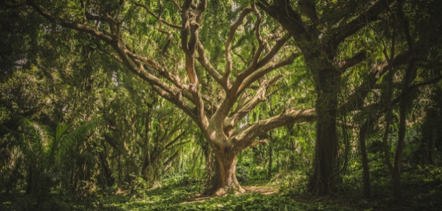 Te afli intr-o padure. Ai ales sa fii aici sau te-a adus cineva?