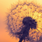 INTERVIU: Carleta Tiba - cum sa ai Acces la Constienta: TOTUL IN VIATA VINE LA MINE CU USURINTA, BUCURIE SI GLORIE