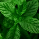 Menta, planta cu proprietati medicinale. Minighid de ingrijire. 