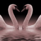 Pledoarie pentru casatorie