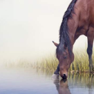 Învățăturile Sfântului Serafim de Sarov - Natura lui Dumnezeu este inteligentă și perfectă